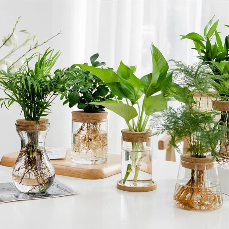 Transparent Hydroponic Flower Pot: Home Vase Decor for Office Desktop Green Plants - Soilless Plant Pots image 7