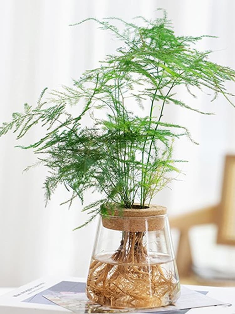 Transparent Hydroponic Flower Pot: Home Vase Decor for Office Desktop Green Plants - Soilless Plant Pots image 8