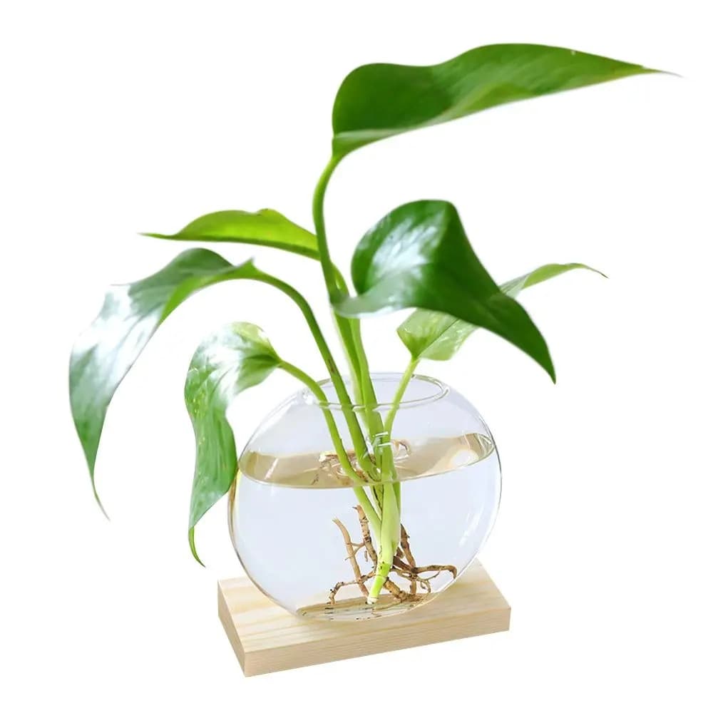 Transparent Glass Avocado Seed Starter Vase, Plant Growing Kit for Gardening Enthusiasts image 5