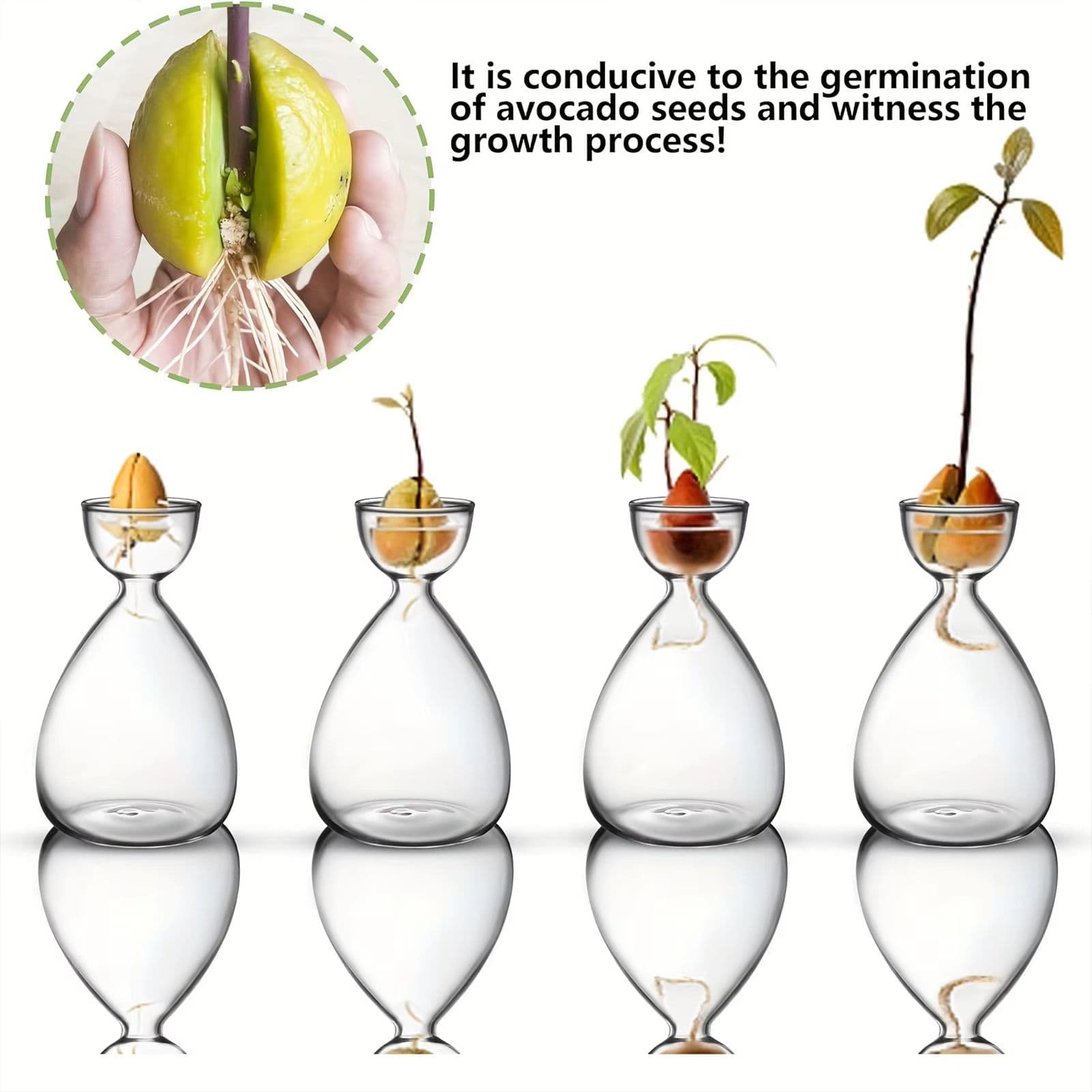 Transparent Glass Avocado Seed Starter Vase, Plant Growing Kit for Gardening Enthusiasts image 3